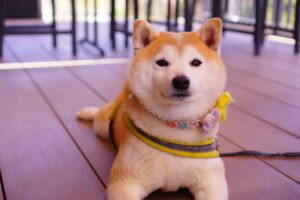 Read more about the article Dogecoin Power Of 3 Pattern Enters Distribution Phase: Massive Bull Run Incoming?