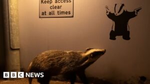 Read more about the article Banksy fan badger wins hearts in wildlife photo competition